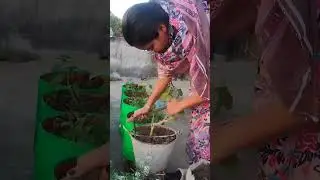 Padho ke gudae | Terrace Garden Transformation Video Terrace Farming Kitchen Garden