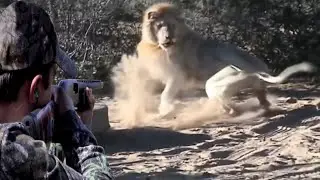 Охота на белых львов с ружьями