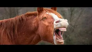 Horses Show Unexpected Intelligence With Strategic Thinking in Game Play! Research Finds!