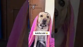 kokila rubi 😂 || labra rubi || #youtubeshorts #shorts #labrador #dog #funny #trending #viral #cute