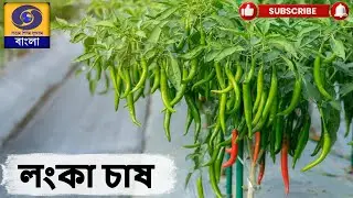 কৃষিদর্শন :   বিষয়  :   লঙ্কা চাষ