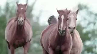 Stampede Things