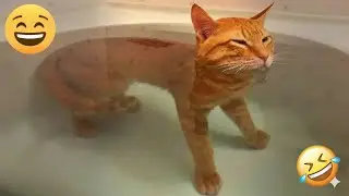 You Laugh You Lose 🤣 Funniest Cats and Dogs 2026 😻🧡 Part 16
