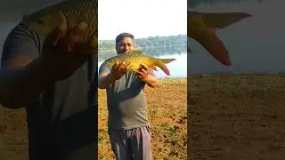 Rohu#shorts #fishing #catchandcook #bigrohu