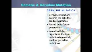 Somatic and Germline Mutation