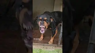 angry Rottweiler barking loudly #angrypuppy #rottweiler #petsempire #cuteanimal #pets #cutepet #pet