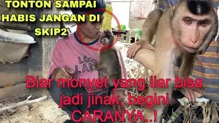 MONYET YANG LIAR BISA JINAK, BEGINI CARANYA‼️|| TOTON SAMPAI HABIS YA GUYS ||