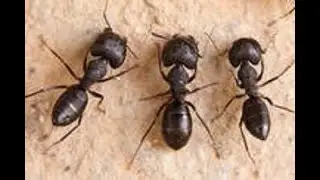 Black Ant Pest Control Rumson NJ 732-349-0559 Ozane.com