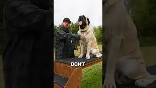 How To Stop Your Dog Being Aggressive