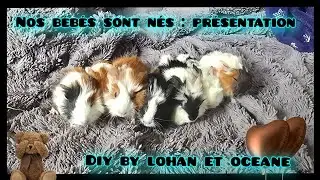 #pr&eacute;sentation de nos #b&eacute;b&eacute;s #cochondinde  ~ #DIY by Lohan et Oc&eacute;ane #guineapig #baby