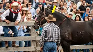 Un Hombre Rico Apostó Dos Millones a Que Nadie Domaría al Caballo Salvaje… Hasta Que un Granjero Lo
