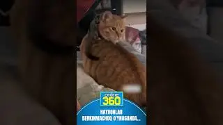 ONLINE 360