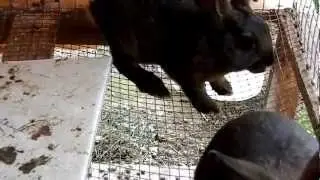 Update on Peter's babies