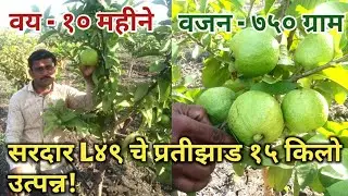 सरदार लखनऊ L49 पेरू - 10 महीने पूर्ण ३० ते ३५ फळ। ५०० ग्राम+ वजन आणि साइज! 9665688848!