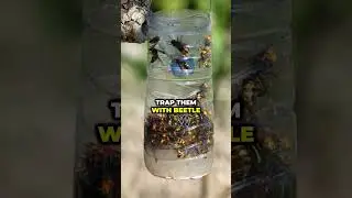 🐝🌼 Say goodbye to hive pests and keep your bees happy! #homepestcontrol  #pestsolutions #insects