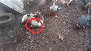 Chinese geese #mating ❤️2022❤️😘😘😘