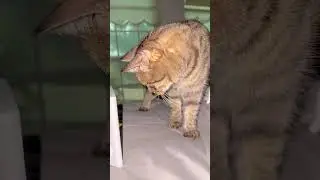 Simba & The Cheese Block #cats #cats #funny #funnycats #funnyvideo #funnyshorts #cats 