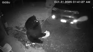 Yes...Bears eat pumpkins