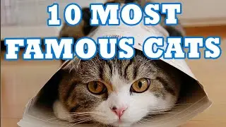 10 Most Famous Cats in Human History