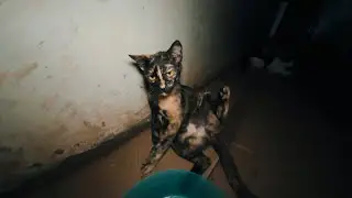 Stray cats enjoy a delicious meal