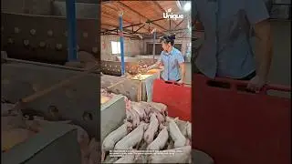 Herding pigs on the farm