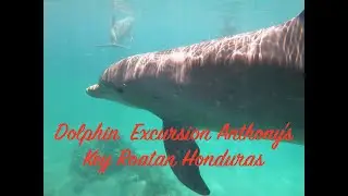 Anthony's Key Dolphin Dayz