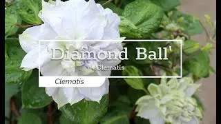 30 Seconds with 'Diamond Ball' Clematis