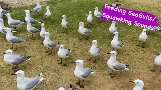 Feeding SeaGulls/Squawking Sounds in Glenelg, South Australia #seagulls #shorts