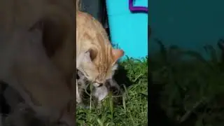 Mitos Kucing Dalam Primbon Jawa Kuno #shorts