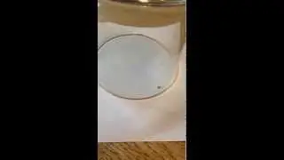 Floh im Glas: Beobachte seine unglaubliche Sprungkraft!