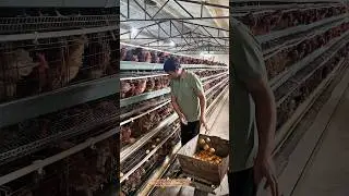 chicken eggs farm techniques #farming #smartfarming #chicken #eggs
