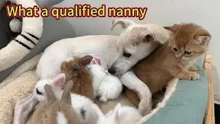It's amazing! The puppy becomes a qualified nanny. So cute and funny! The animals live in harmony