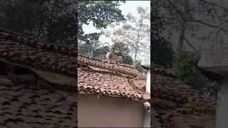 bada cat #cat #catfunny #funny #funnycat #kitten #catvideos #cute #animation #funnyanimal #duet