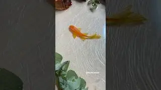 Рисую объемных рыбок в эпоксидной смоле #epoxy #эпоксиднаясмола #столешница #fish #art #рисование