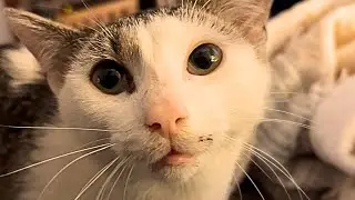 Мой котёнок пережил СМЕРТЕЛЬНЫЙ вирус! Вот как он себя чувствует сейчас