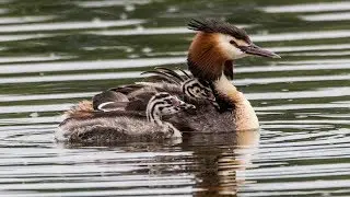 Чомги с птенцами. Podiceps cristatus. Птицы Беларуси.