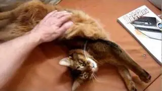 Muffin - The Somali Cat - Yoga exercise with Muffin