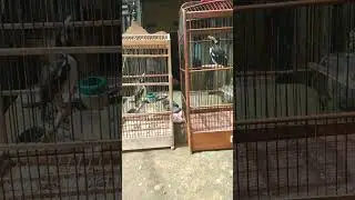 masteran jalak suren