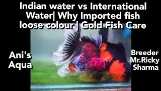 INDIAN WATER Vs INTERNATIONAL WATER | WHY IMPORTED FISH LOOSE COLOUR  | GOLD FISH CARE GUIDE