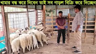খামার বন্ধ করে দিবেন তাই সব গাড়ল বিক্রি করে দিচ্ছেন কুমিল্লার শহিদুল ভাই
