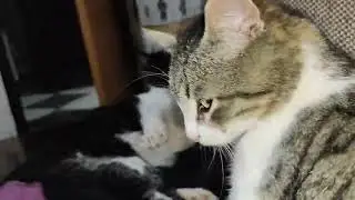 Cute cat 🐈😍#animal's #cat #fight 
