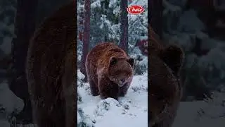 Why Do Animals Sleep All Winter? | Hibernation Explained!