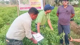 HOT PEPPER- WARRIER-SILPHILI-SURAJPUR-CHHATISHGARH#KAVERI SEED COMPANY LIMITED.