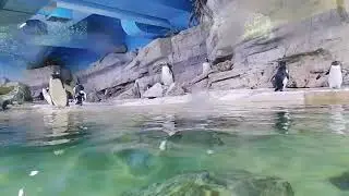 Zoo Tierpark Hellabrunn M&uuml;nchen  🇩🇪   Deutschland