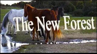 The New Forest, Hampshire