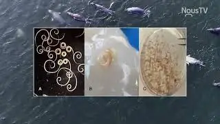 Les phoques - Maya découvre le Golfe du St-Laurent - Émission 05 - 27 février 2023 - NousTV SI