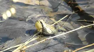 Midland Chorus frog (Pseudacris triseriata) calling