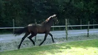 ELEOZ