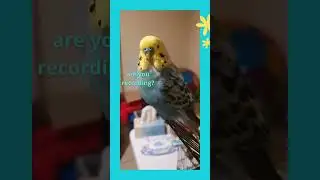 What a fluffy budgie! - Cookie the budgie