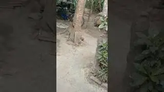Woodcutter birds #woodpacker#woodpacker #woodpecker #video#viral#birds #birdsofprey #wow #amazing